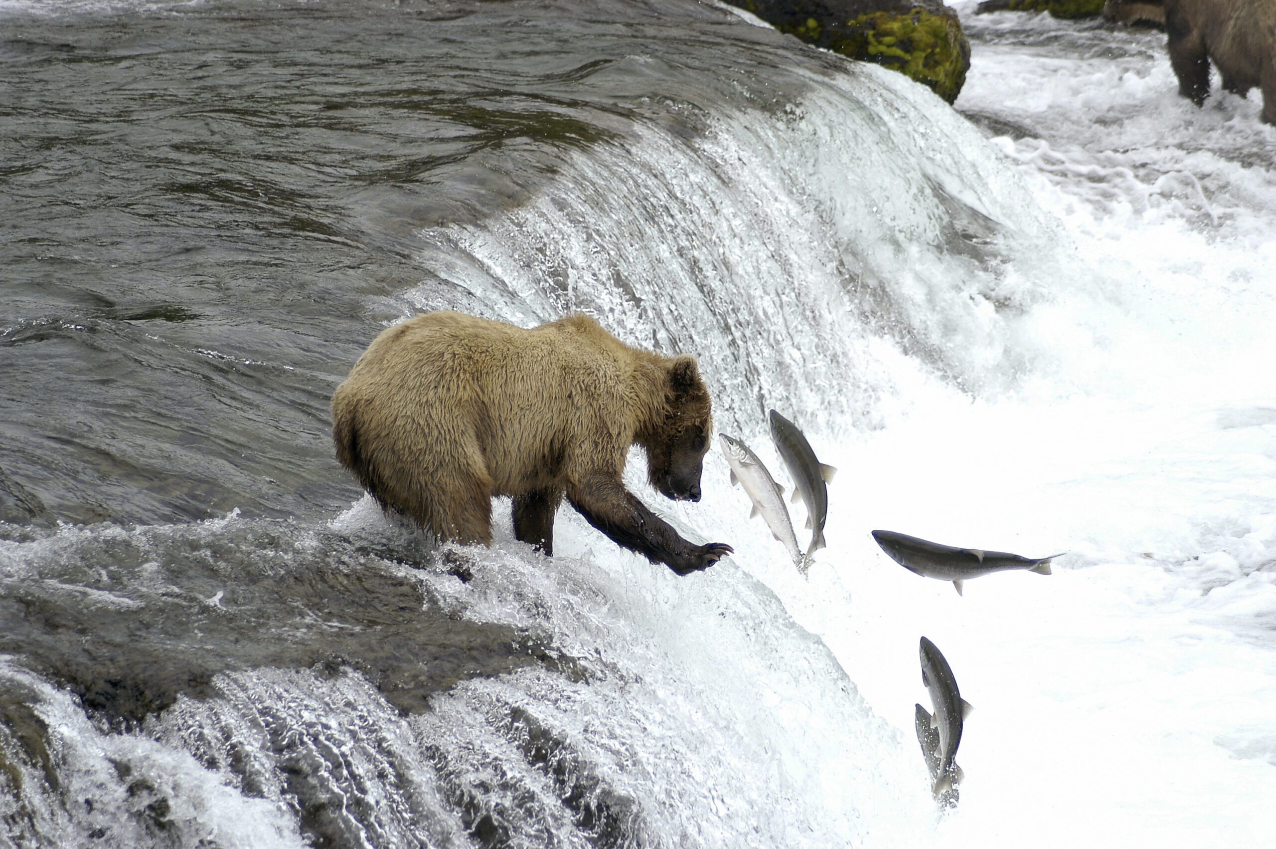 La pesca del Salmone Selvaggio in Alaska