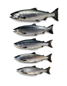 le cinque specie del salmone selvaggio