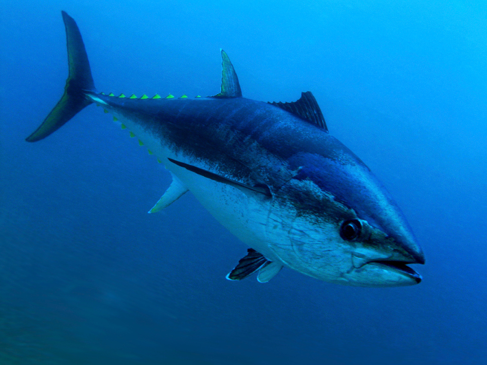 Giornata mondiale del tonno: tutto quello che c’è da sapere su questo prezioso pesce