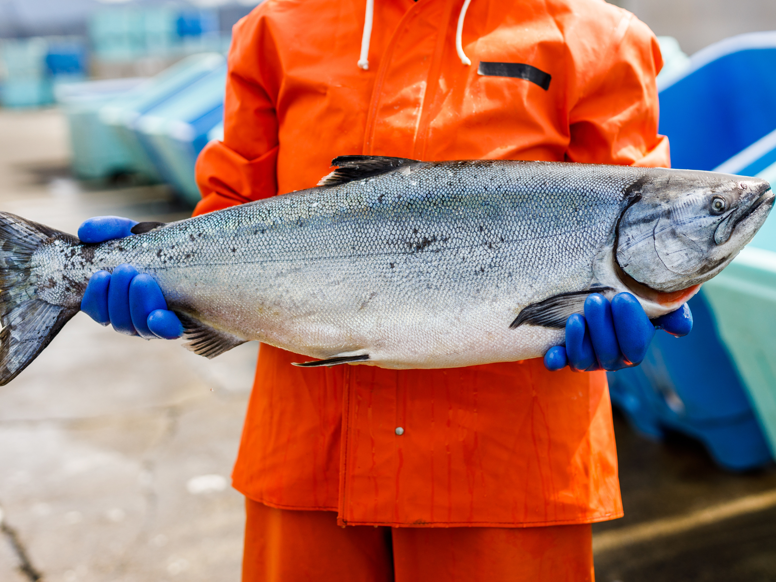 Scopri la differenza: salmone selvaggio vs salmone di allevamento